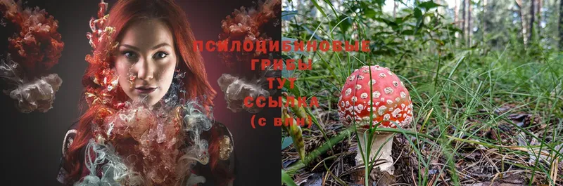 Псилоцибиновые грибы Magic Shrooms  гидра рабочий сайт  Астрахань 